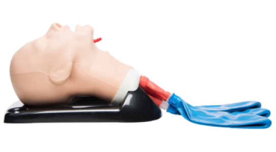 NEW // Adult Airway Management Training Manikin