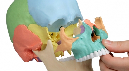 НОВИНКА // Модель черепа для остеопатии, 22 части