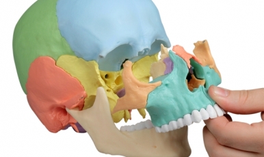 NEW // Osteopathy skull model, 22 part