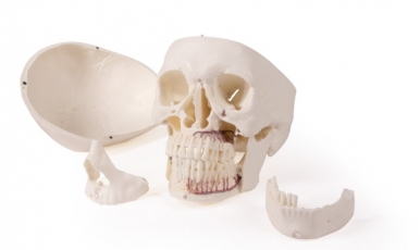 НОВИНКА // Модель черепа для стоматологии и челюстно-лицевой хирургии, 5 частей