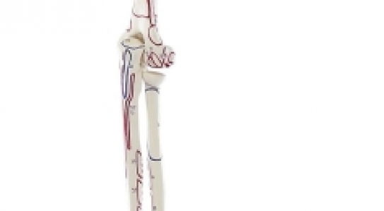 NEW // Skeleton of arm with shoulder girdle and muscle marking