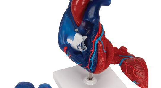 NEW // Life-Size Human Heart Model, 5 parts
