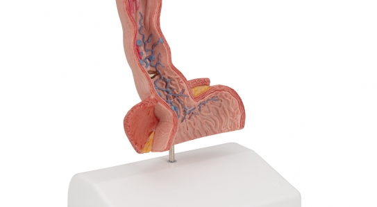 New products in Anatomical Models