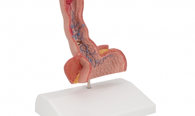 New products in Anatomical Models