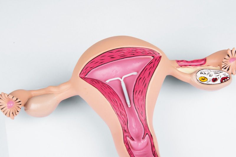 New products in Genital & Pelvis Models