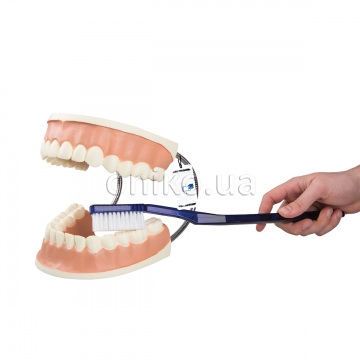 Тренажер для навчання чищенню зубів