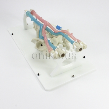 Тренажер венозного доступу