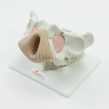 Тренажер фіксації сітки в області таза