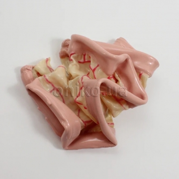 Хірургічна тонка кишка SAM