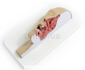 Тренажер пазух і мигдаликів