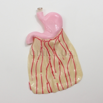 Шлунок Surgical Sam