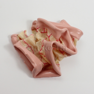 Тонка кишка Surgical Sam