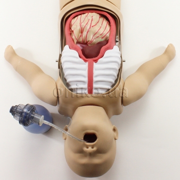 Surgical Sam для навчання загальної хірургії