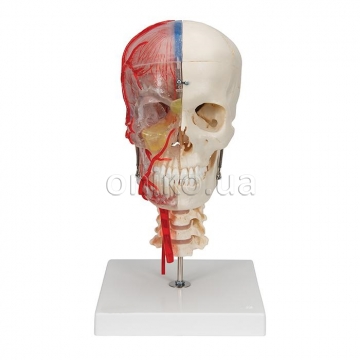 Human Skull Model, Half Transparent & Half Bony, Complete with Brain & Vertebrae