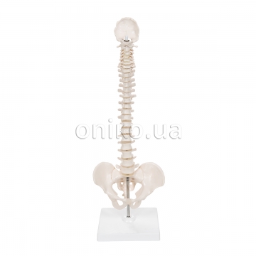 Mini Human Spinal Column Model, Flexible Mounted, on Removable Base