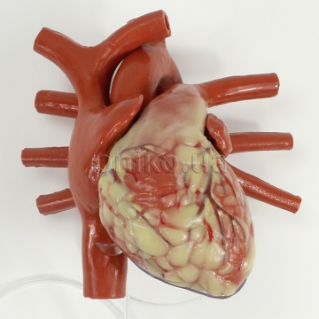 Канюльований збільшений тренажер серця