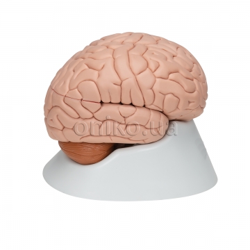 Human Brain Model, 8 part