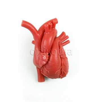 Міокард серця (без інших структур)