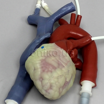 Високоточне тренувальне серце, що б’ється