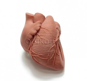 Демонстраційна модель серця з виносним трактом лівого шлуночка (LVOT)