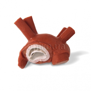 Серце для флюороскопії