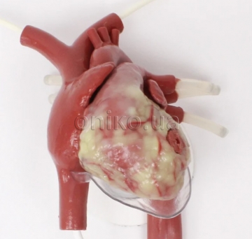 Тренажер травматичної торакотомії із серцем, що б’ється, та раною
