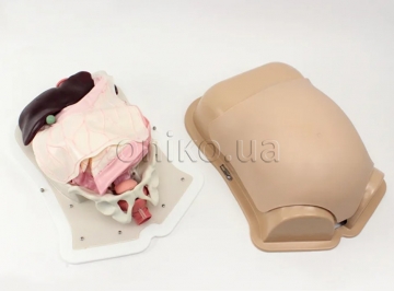 Компактний тренажер абдомінальної хірургії AST