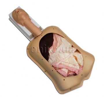 Розширений тренажер абдомінальної хірургії AST з розширеними органами