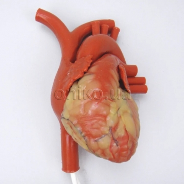 Тренажер серця, що б’ється