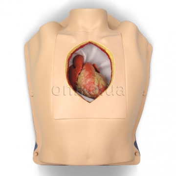 Тренажер серця, що б’ється, у грудній клітці