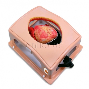 Тренажер серця в компактній грудній клітці