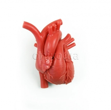 Міокард серця