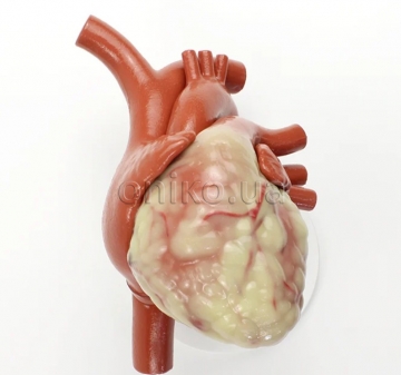 Серце, непатентована модель