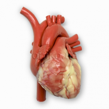 Серце, патентована стандартна модель