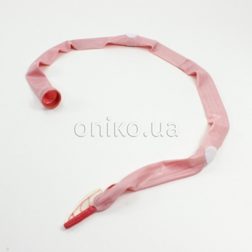 Модель ободової кишки AST