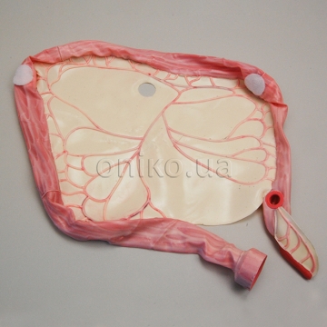 Просунута модель ободової кишки з мезоколоном