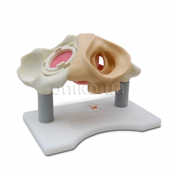 Тренажер трансобтураторного доступу