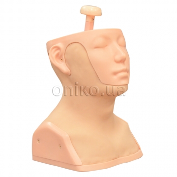 Head and Neck Palpation Trainer