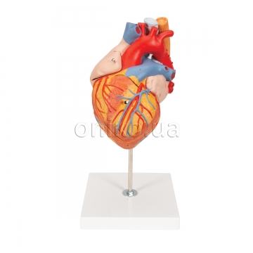 Human Heart Model with Esophagus and Trachea, 2 times Life-Size, 5 part