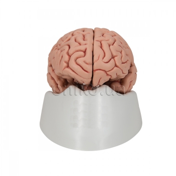 Классический головной мозг, 5 частей