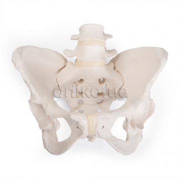 Flexible Human Female Pelvis Model