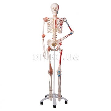 Модель скелета людини "Сем" з м'язами та зв'язками