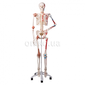 Human Skeleton Models