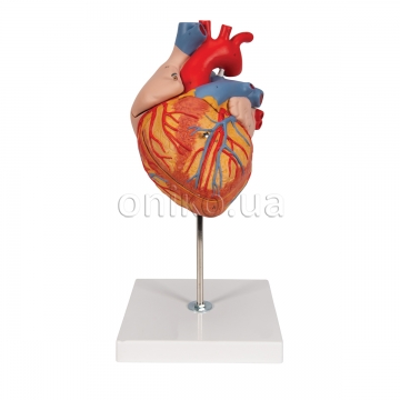 Human Heart Model, 2-times Life-Size, 4 part