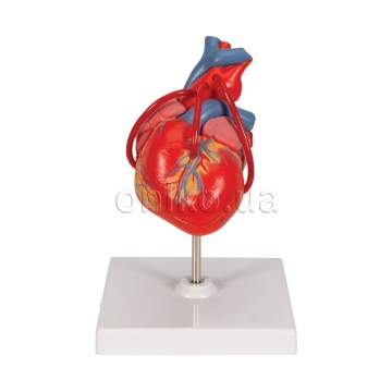 Classic Human Heart Model with Bypass, 2 part