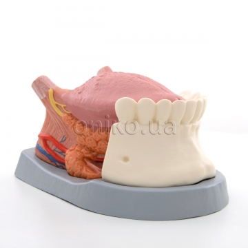 Tongue Model, 2.5 times Life-Size, 4 part