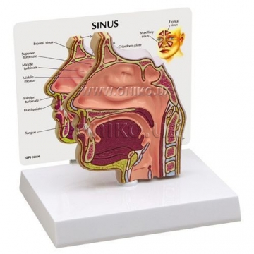 Sinus