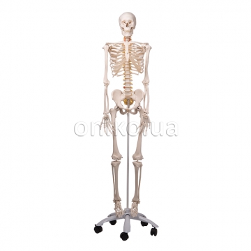 Flexible Human Skeleton Model Fred