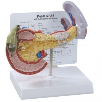 Pancreas