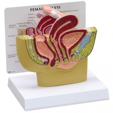 Female Pelvis